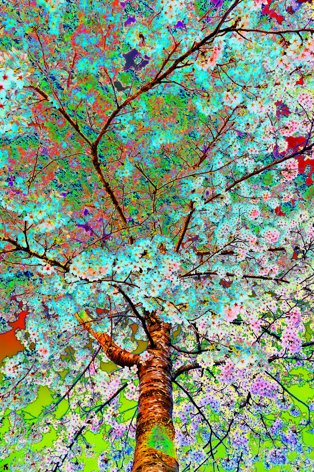 Blossom Joy