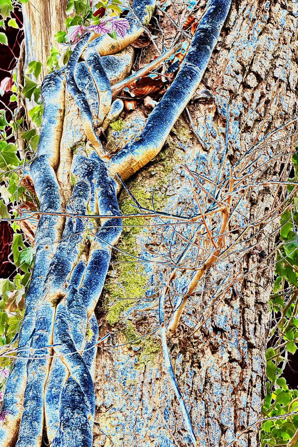 Symbiosis 2691