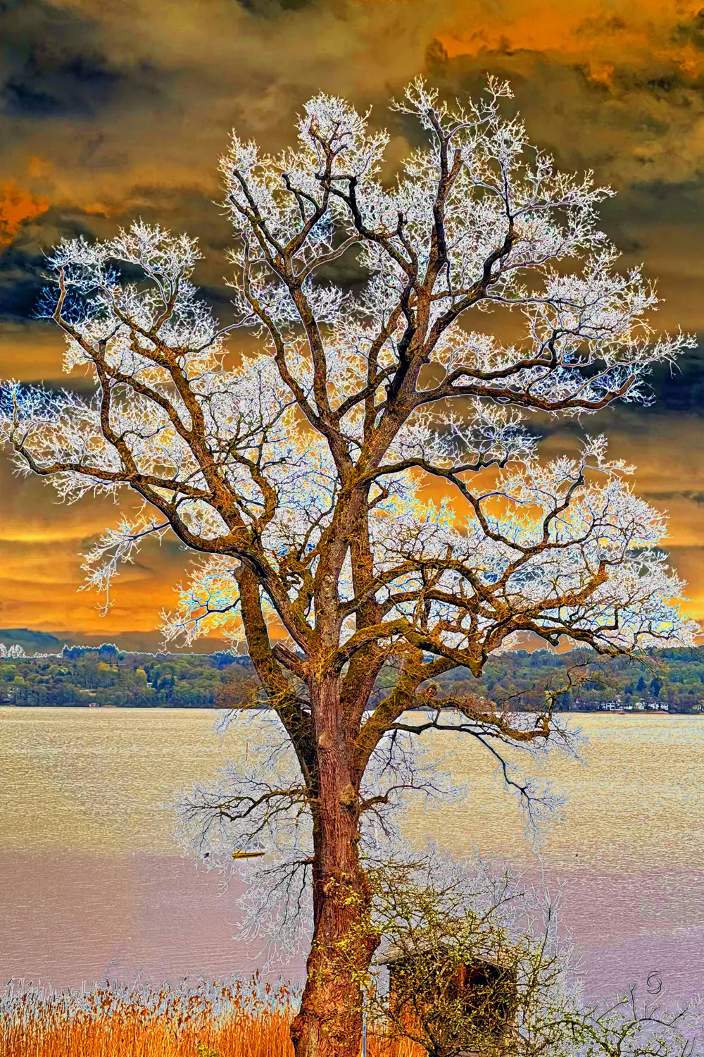Tree 27542
