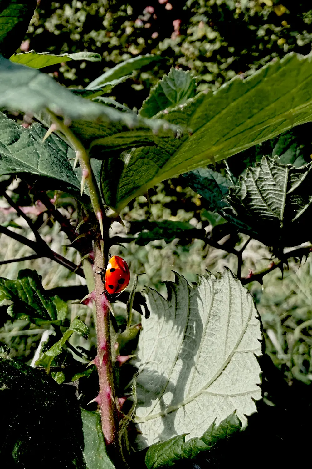 A ladybird is climbing down the stem of a blackberry bush.