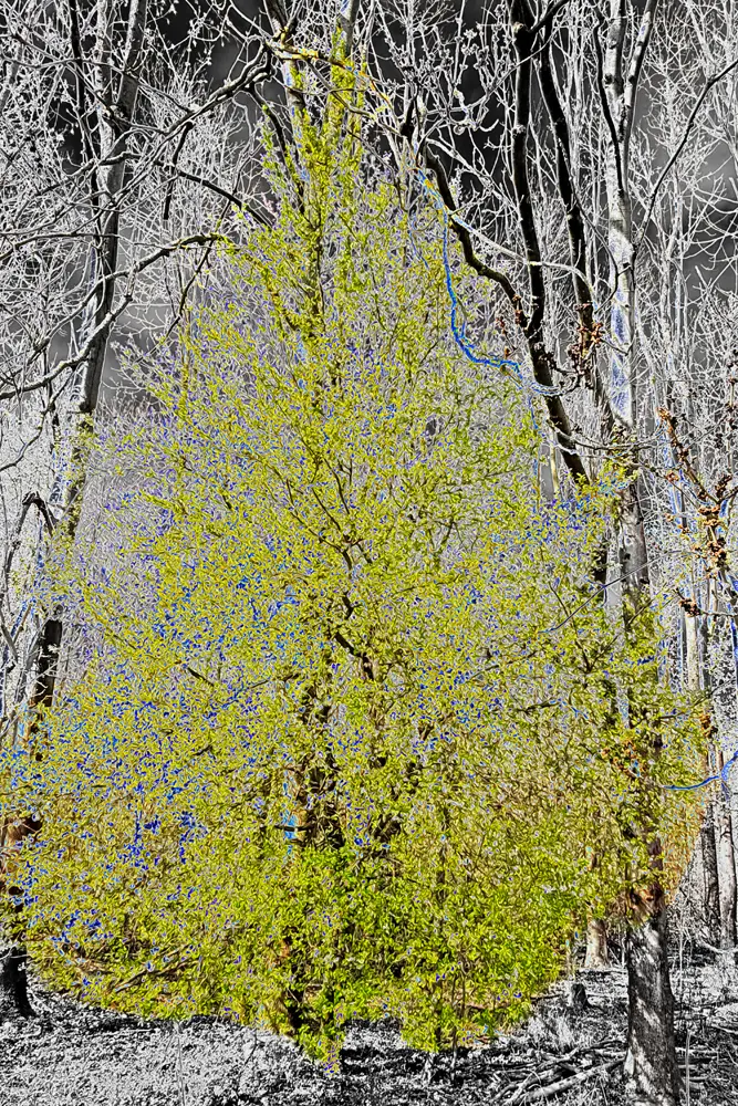 Spring Green