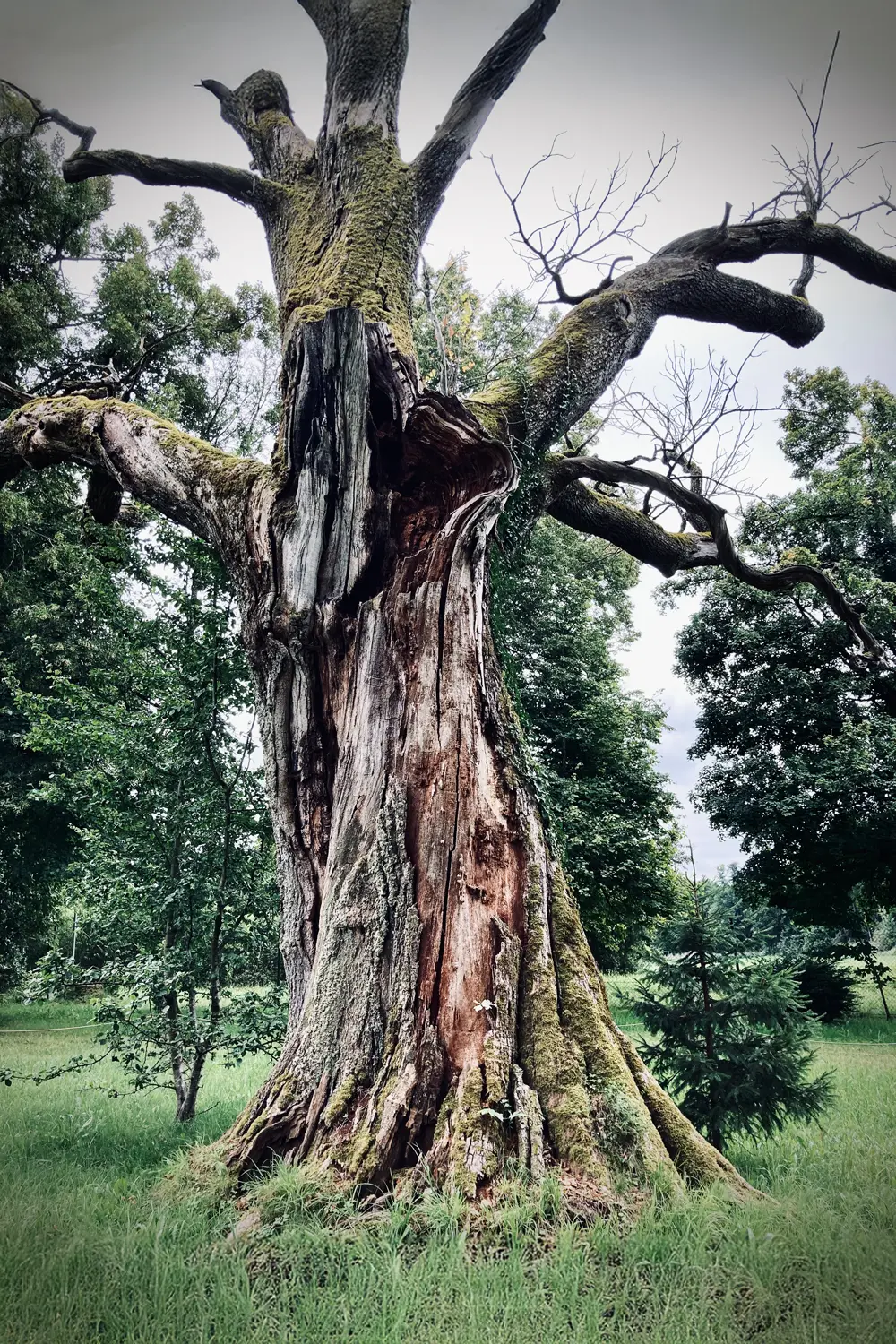 Tree 5059